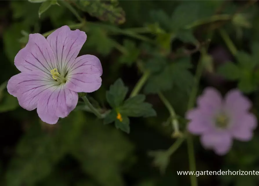 Garten-Storchschnabel