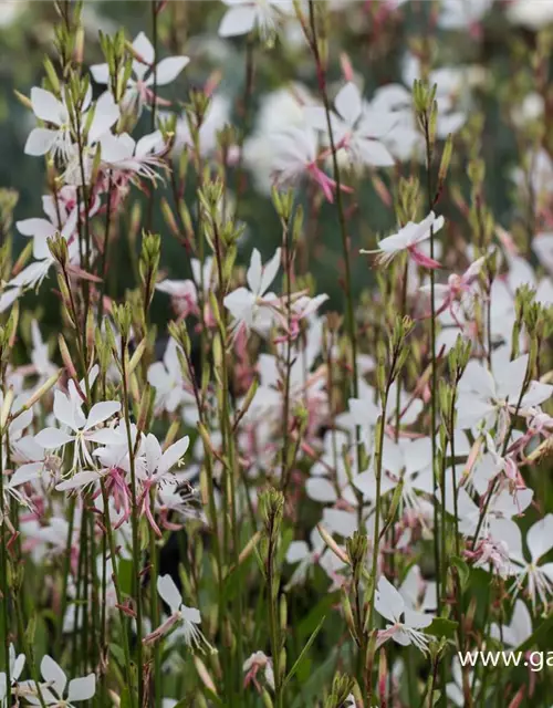 Gaura lindheimerii 'Whirling Butterflies'