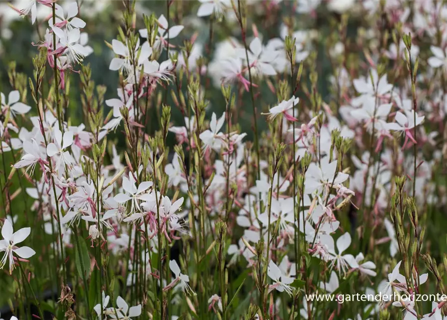 Gaura lindheimerii 'Whirling Butterflies'