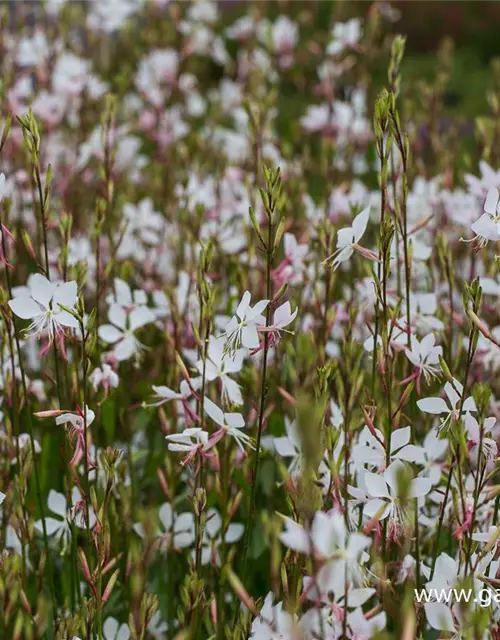 Gaura lindheimerii 'Whirling Butterflies'