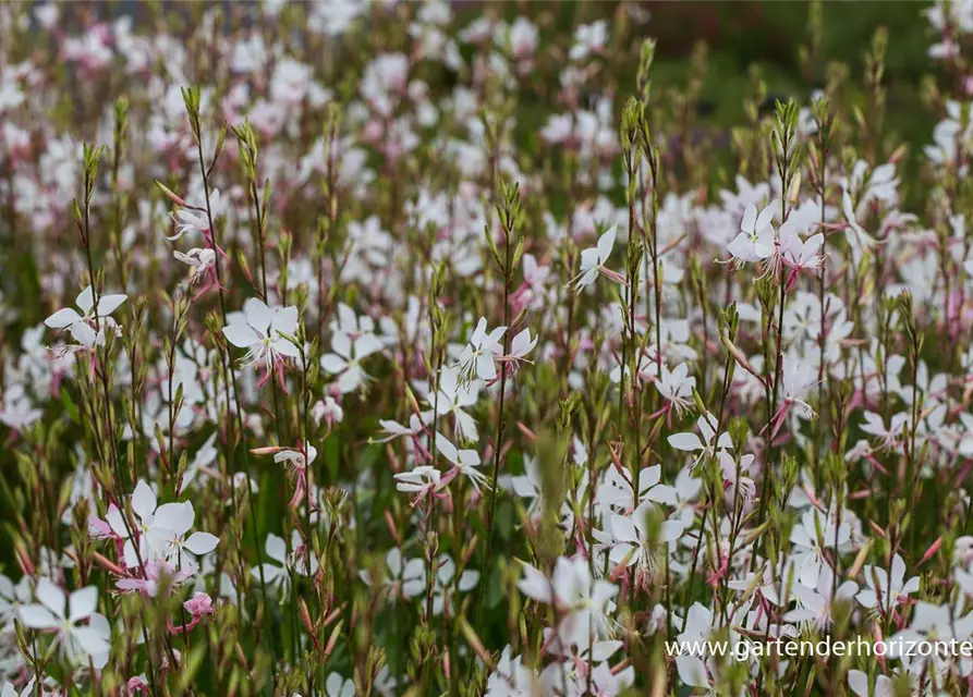 Gaura lindheimerii 'Whirling Butterflies'