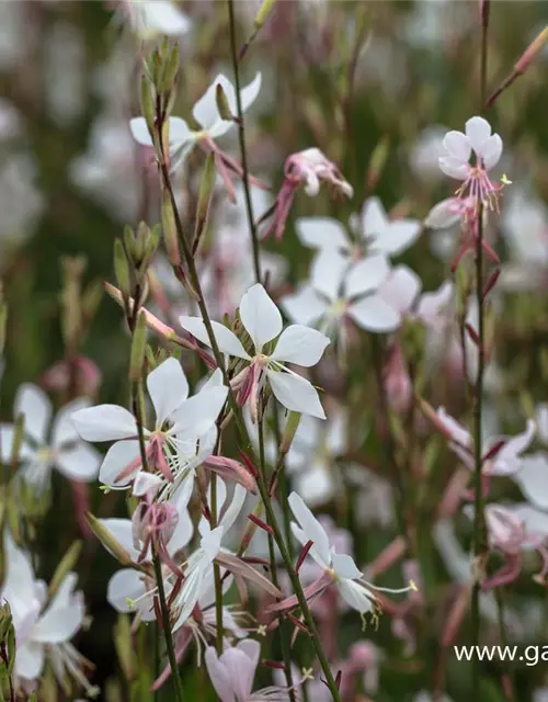 Gaura lindheimerii 'Whirling Butterflies'