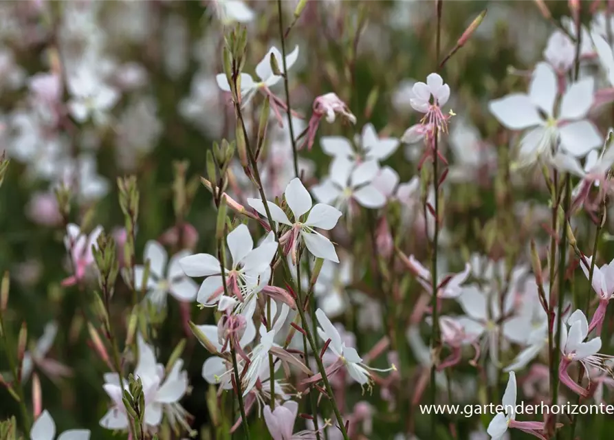 Gaura lindheimerii 'Whirling Butterflies'