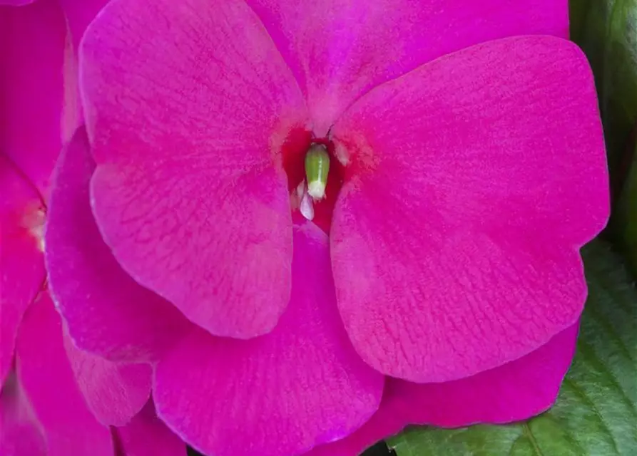 Impatiens neuguinea