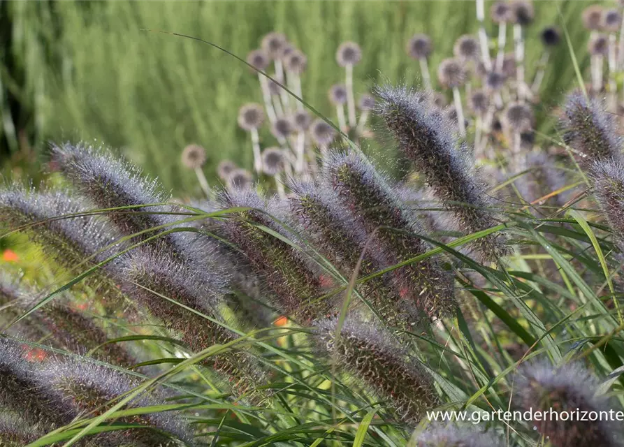 Garten-Federborstengras 'Red Head'