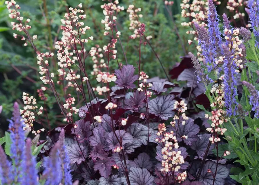 Heuchera x cult. CITY-Ser.'Shanghai'