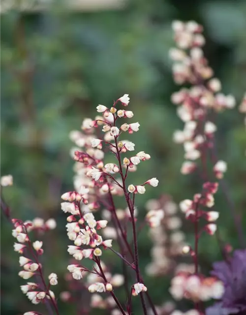 Heuchera x cult. CITY-Ser.'Shanghai'