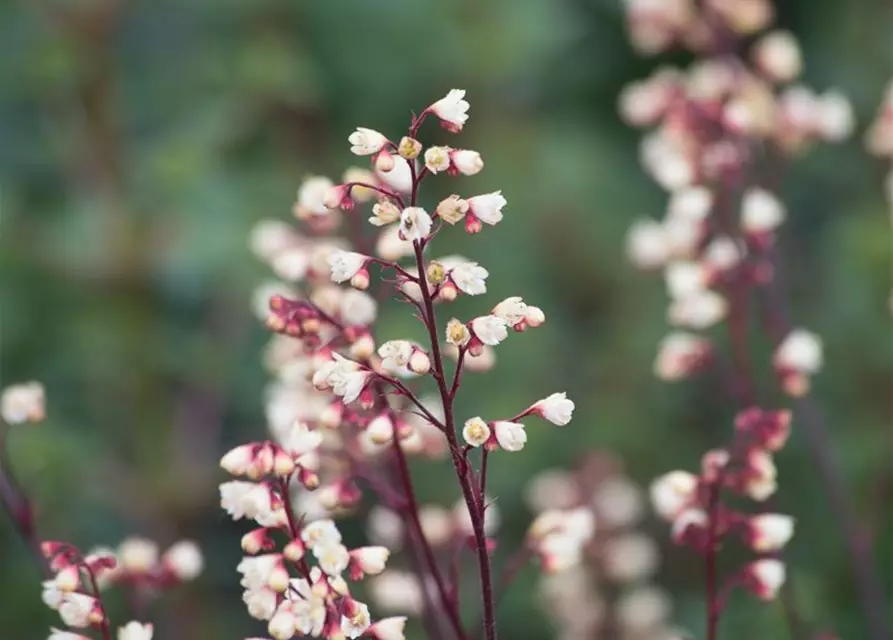 Heuchera x cult. CITY-Ser.'Shanghai'