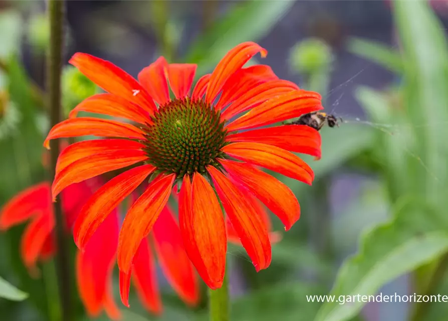 Garten-Scheinsonnenhut 'Tomato Soup'®