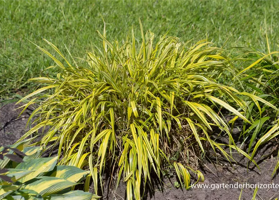 Garten-Ziergras 'Aureola'