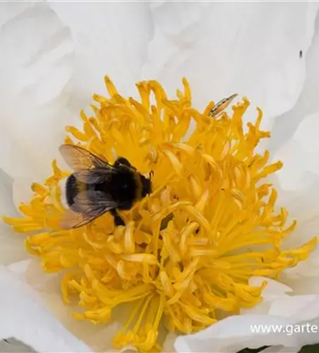 Garten-Pfingstrose 'Krinkled White'