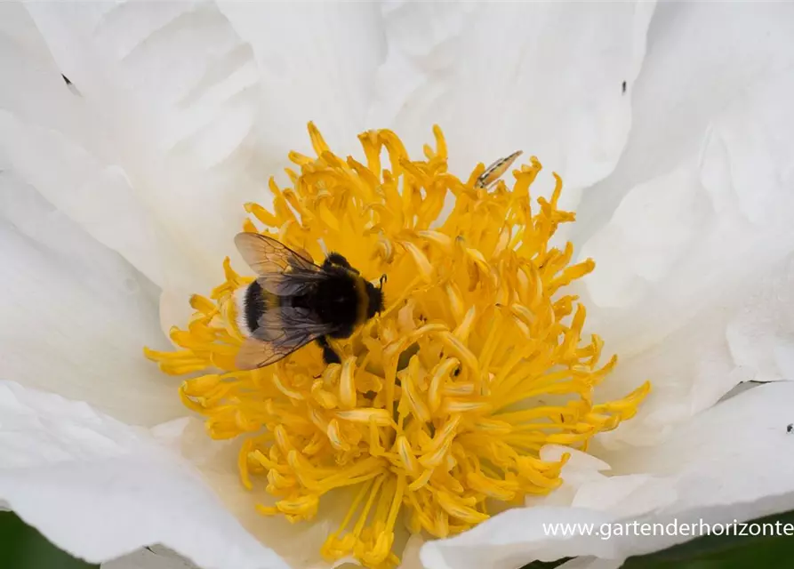 Garten-Pfingstrose 'Krinkled White'