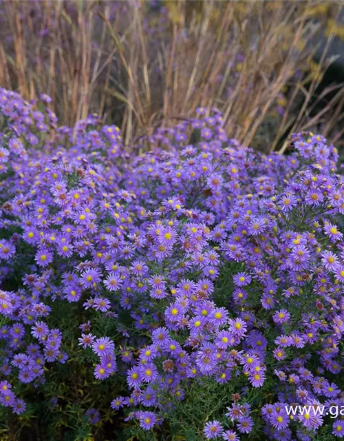 Glattblatt-Aster