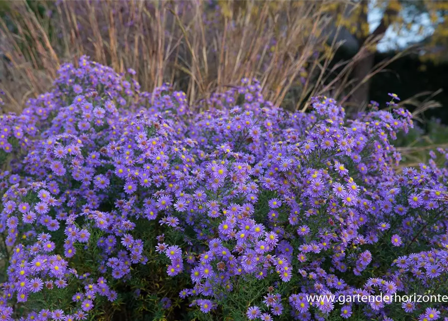 Glattblatt-Aster