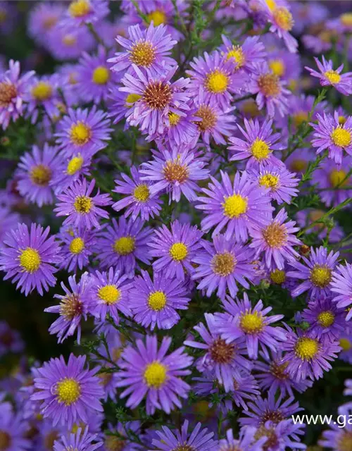 Glattblatt-Aster