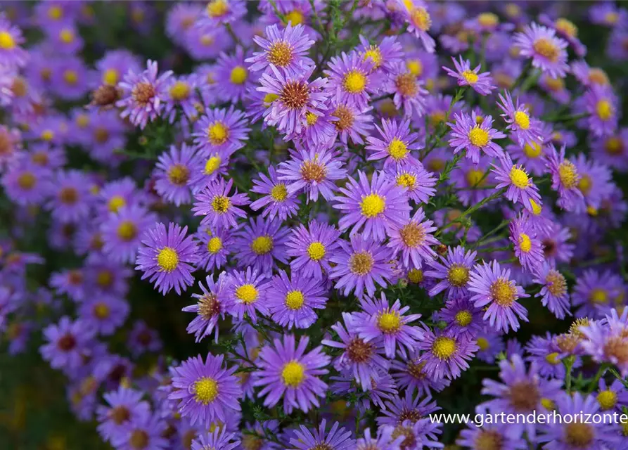 Glattblatt-Aster