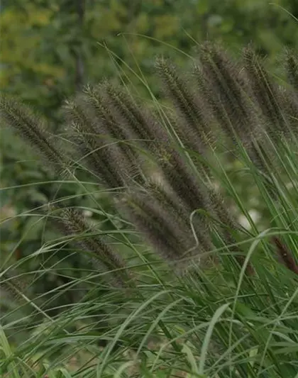 Garten-Federborstengras