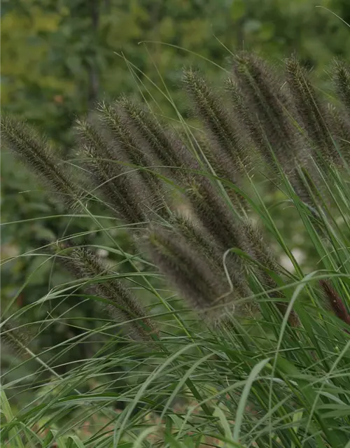 Garten-Federborstengras