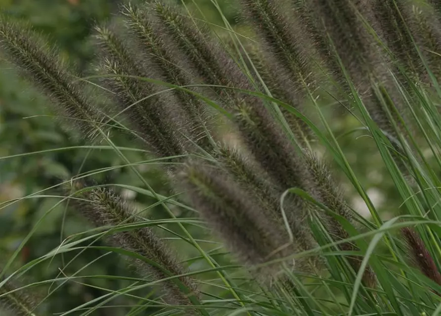 Garten-Federborstengras