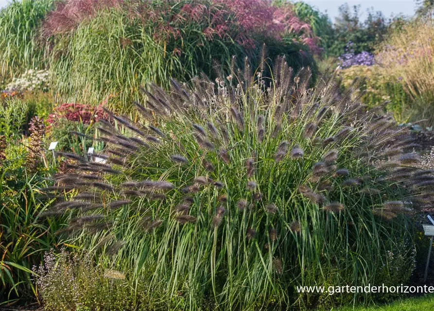 Garten-Federborstengras 'Red Head'