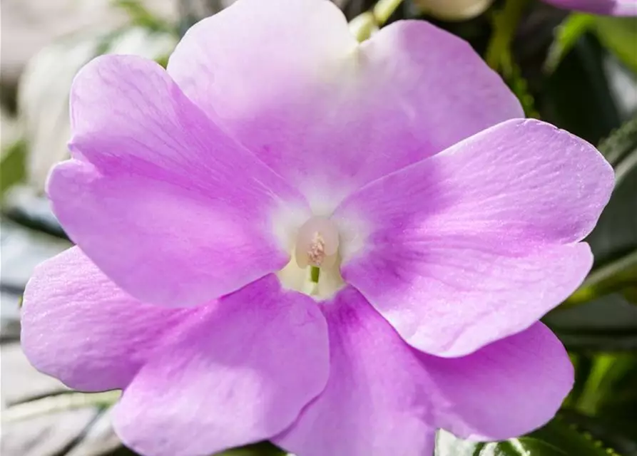 Impatiens neuguinea