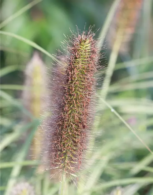 Garten-Federborstengras