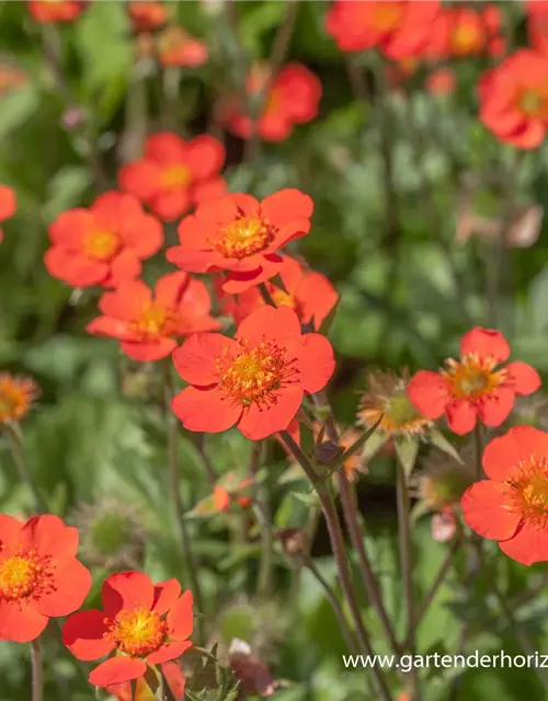 Garten-Nelkenwurz 'Borisii'