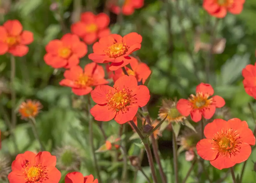 Garten-Nelkenwurz 'Borisii'