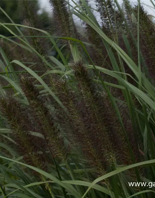 Garten-Federborstengras