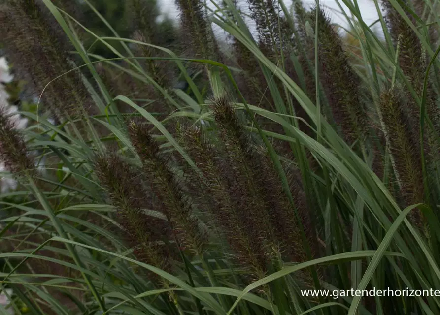 Garten-Federborstengras