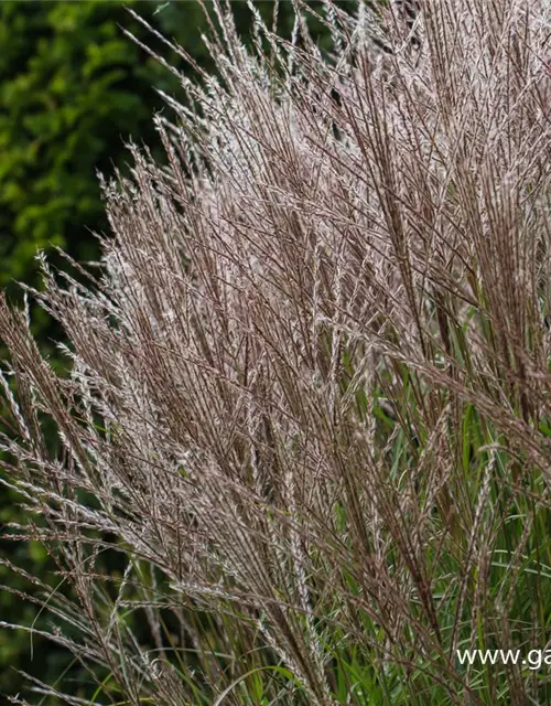 Garten-Chinaschilf 'Kleine Silberspinne'