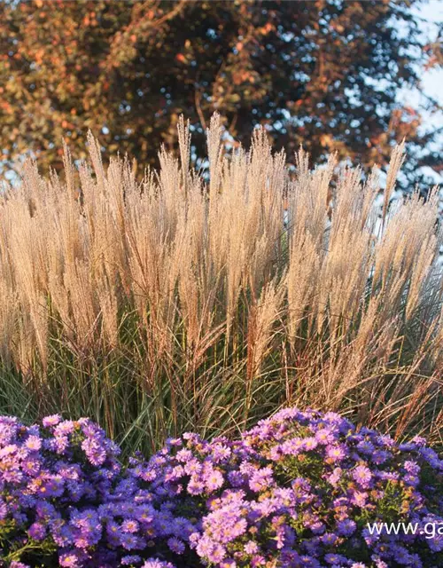 Garten-Chinaschilf 'Kleine Silberspinne'