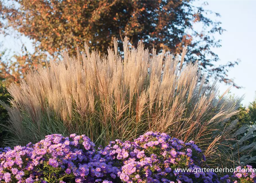 Garten-Chinaschilf 'Kleine Silberspinne'