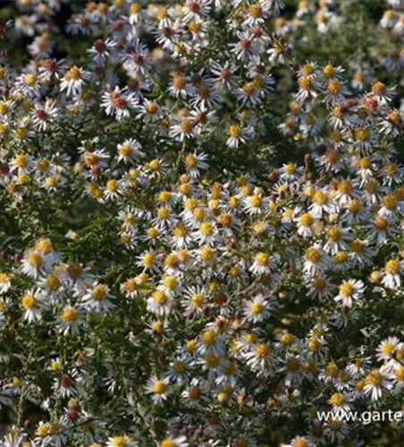 Garten-Myrten-Aster 'Golden Spray'