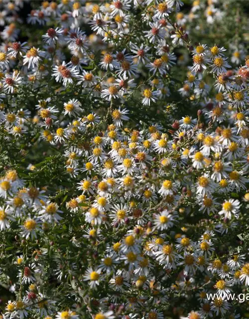 Garten-Myrten-Aster 'Golden Spray'