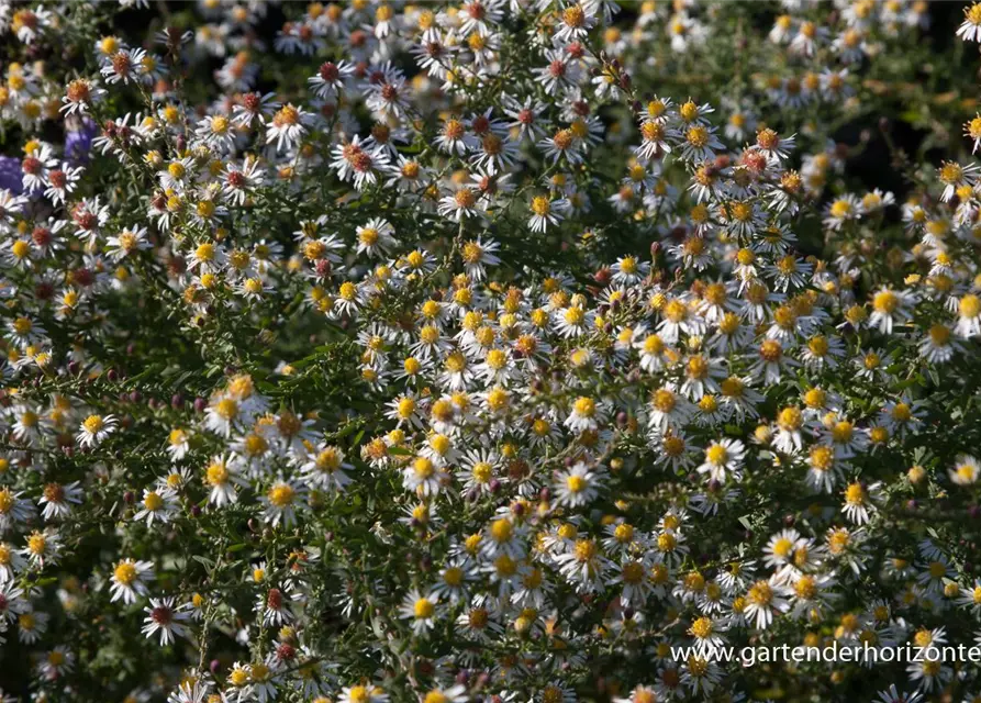 Garten-Myrten-Aster 'Golden Spray'