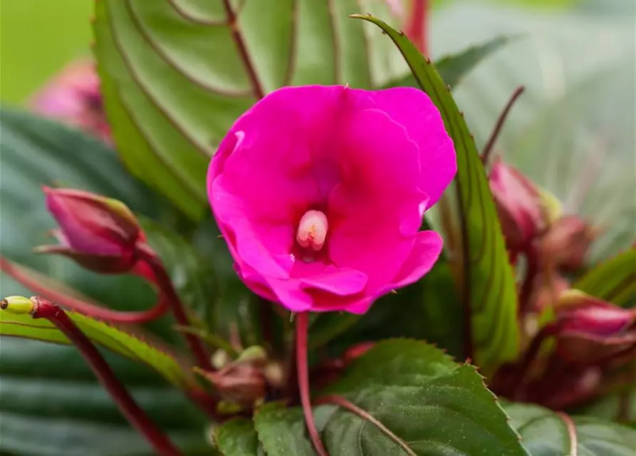 Impatiens neuguinea