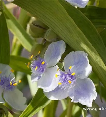 Garten-Dreimasterblume 'Osprey'