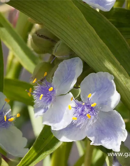 Garten-Dreimasterblume 'Osprey'