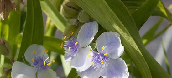 Garten-Dreimasterblume 'Osprey'