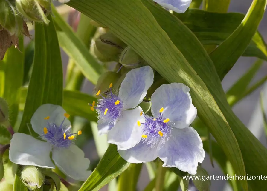 Garten-Dreimasterblume 'Osprey'