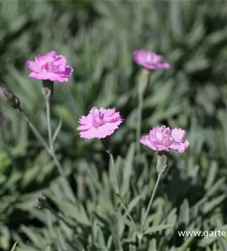 Garten-Pfingst-Nelke 'Pink Jewel'