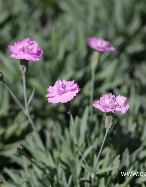 Garten-Pfingst-Nelke 'Pink Jewel'