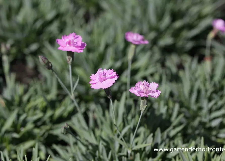 Garten-Pfingst-Nelke 'Pink Jewel'