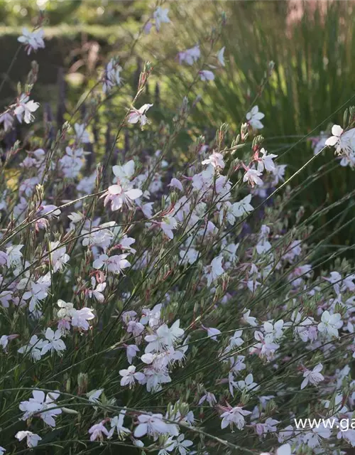 Gaura lindheimerii, weiß