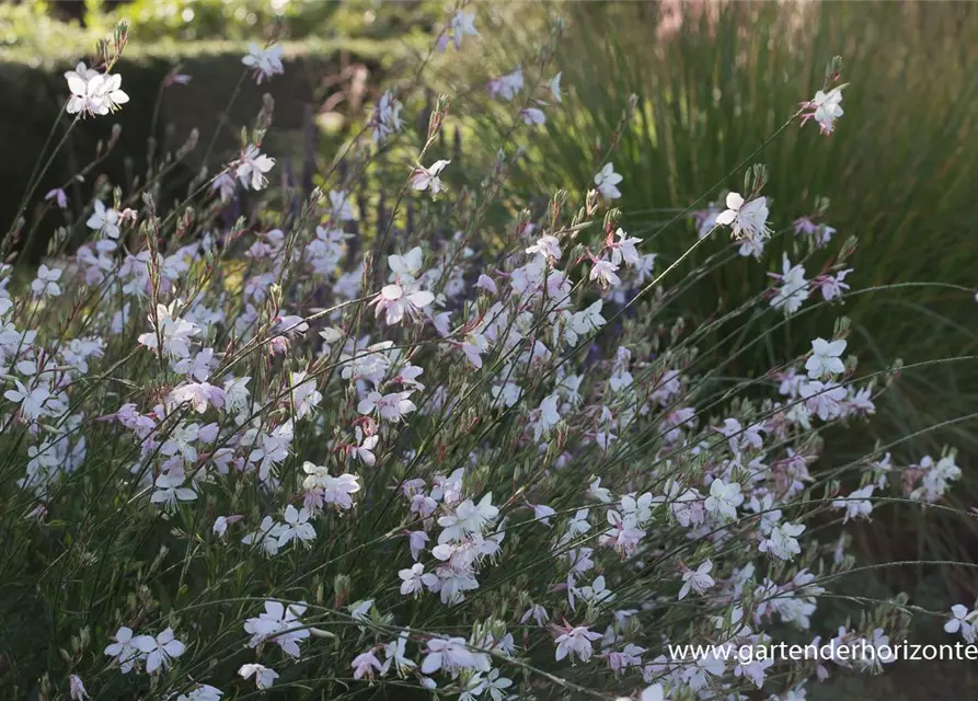 Gaura lindheimerii, weiß