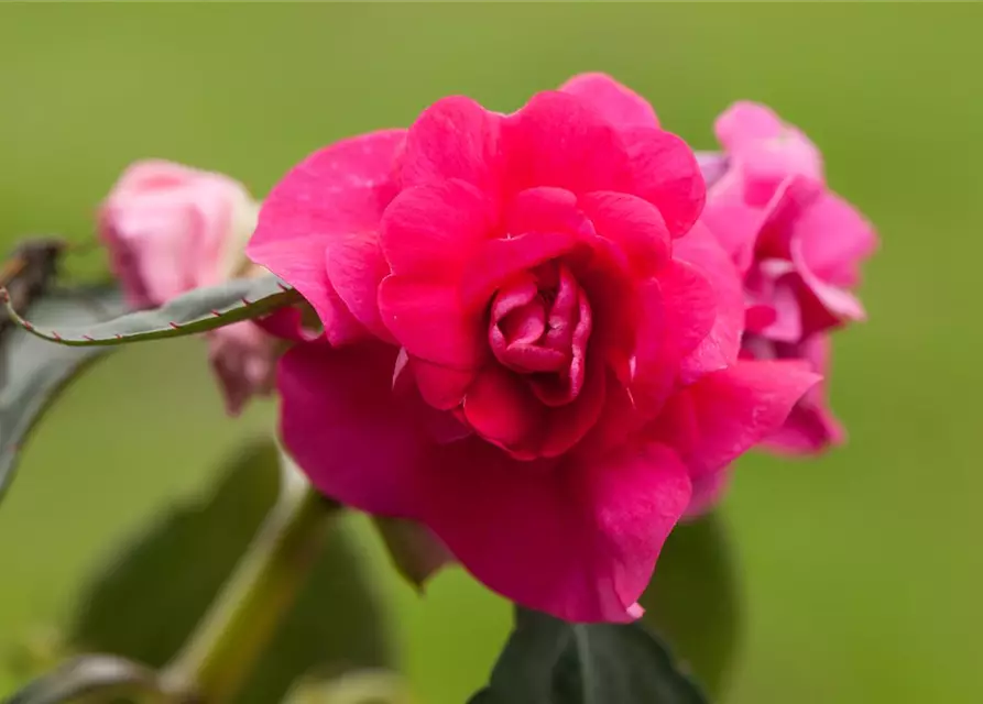 Impatiens neuguinea