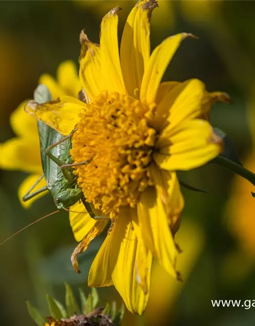 Garten-Stauden-Sonnenblume 'Meteor'