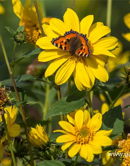 Garten-Stauden-Sonnenblume 'Meteor'