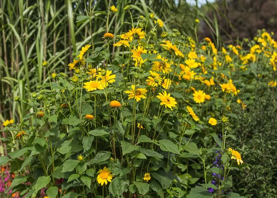 Garten-Stauden-Sonnenblume 'Meteor'